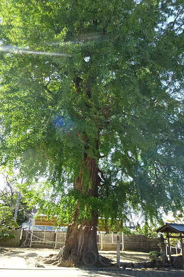 丹生酒殿神社ご神木